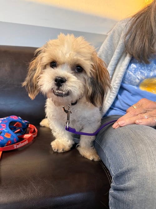 Photo of Nicolas, adoptable Havanese in Shermans Dale, Pennsylvania