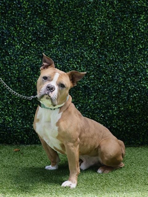 Photo of Gerald, adoptable Bulldog in Naples, Florida
