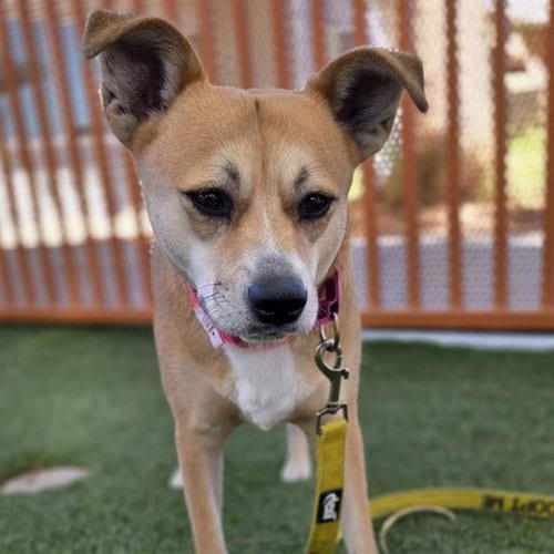 Photo of Tulip, adoptable Terrier in Las Vegas, Nevada