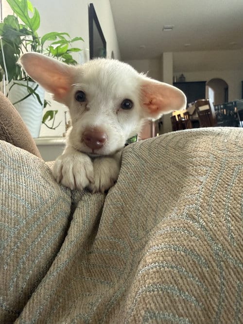 Photo of Pablo, adoptable Labrador Retriever in The Woodlands, Texas