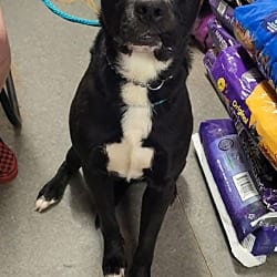 Photo of Labracadabra, adoptable Labrador Retriever in Richmond, Indiana