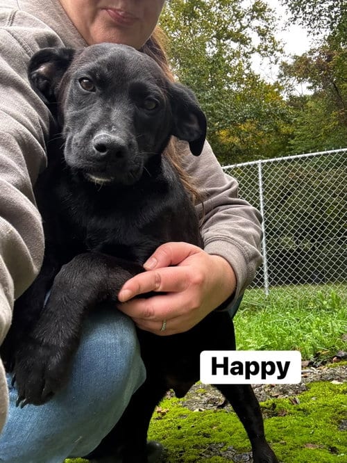 Photo of Happy (13wo, 20lbs), adoptable Hound in Hinton, West Virginia