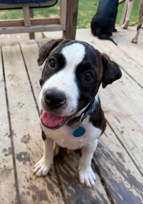 Photo of Lionel Messi, adoptable Labrador Retriever in Claremore, Oklahoma
