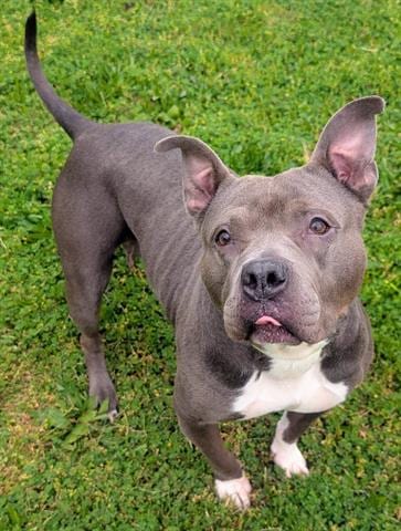 Photo of Minnie, adoptable Staffordshire Bull Terrier in Akron, Ohio