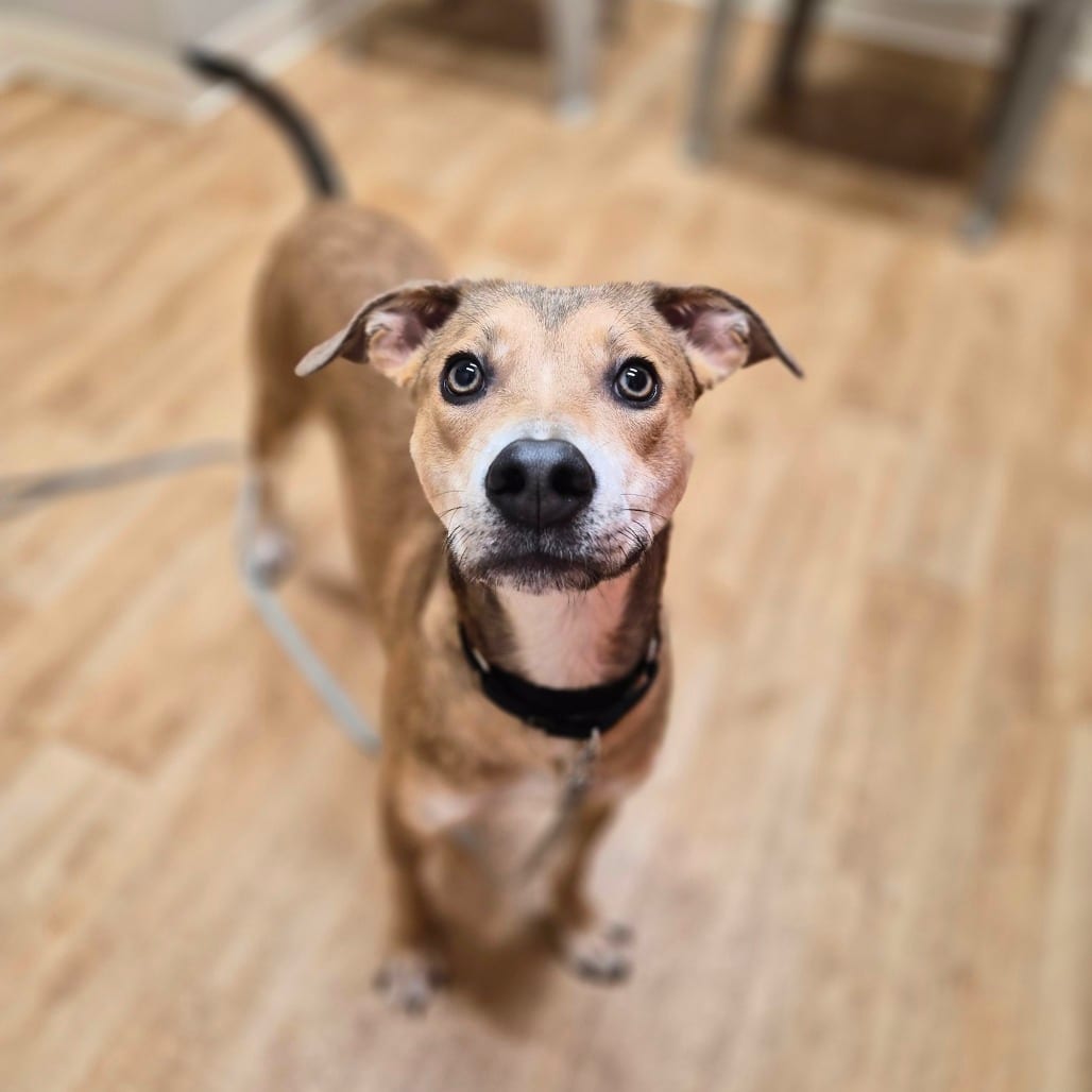 Photo of Slingshot, adoptable Mixed Breed (Medium) / None in Woodstock, Illinois