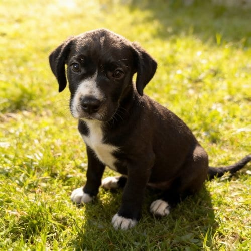 Photo of Hela, adoptable Labrador Retriever in Chandler, Arizona