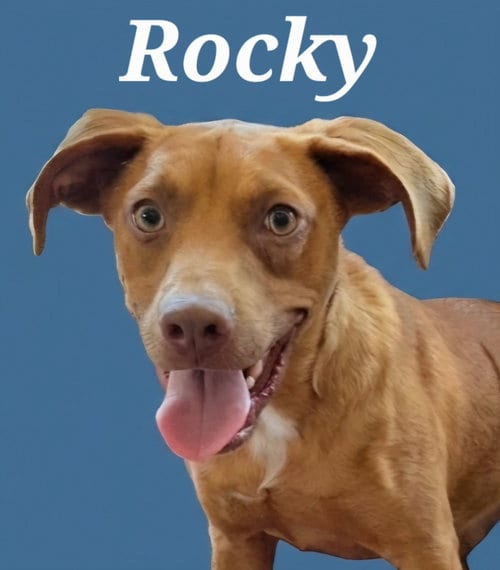 Photo of Rocky, adoptable Hound in Rutherfordton, North Carolina