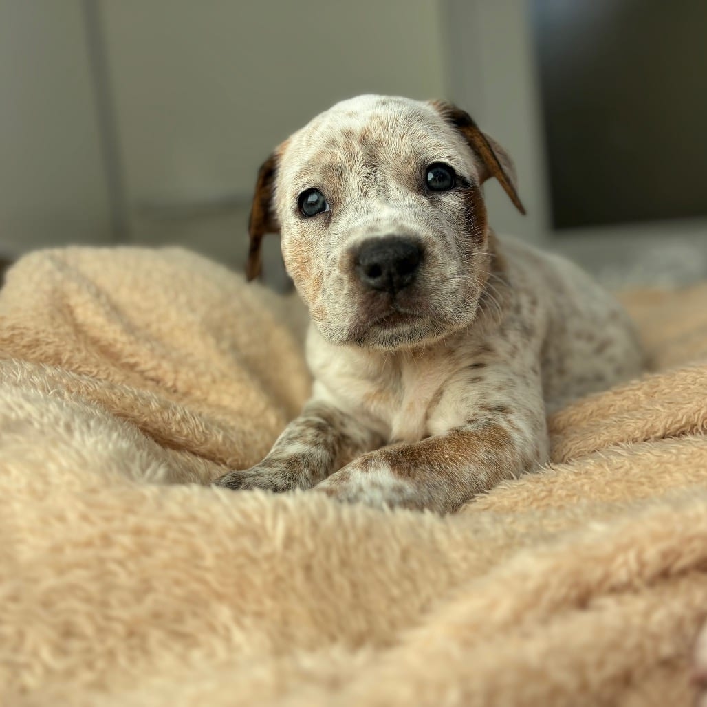Photo of Umby Pumby, adoptable Terrier, American Pit Bull / Mix in Kanab, Utah