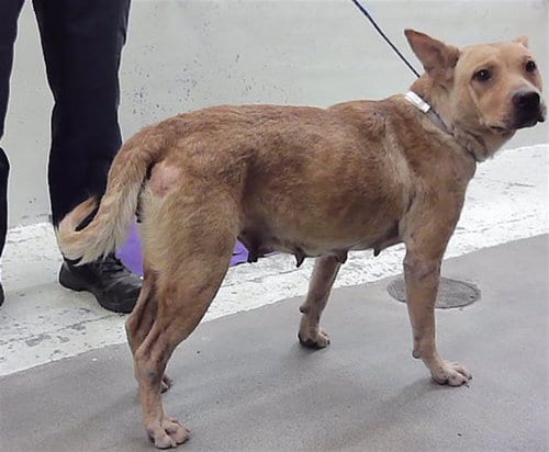Photo of Sage, adoptable Labrador Retriever in Houston, Texas