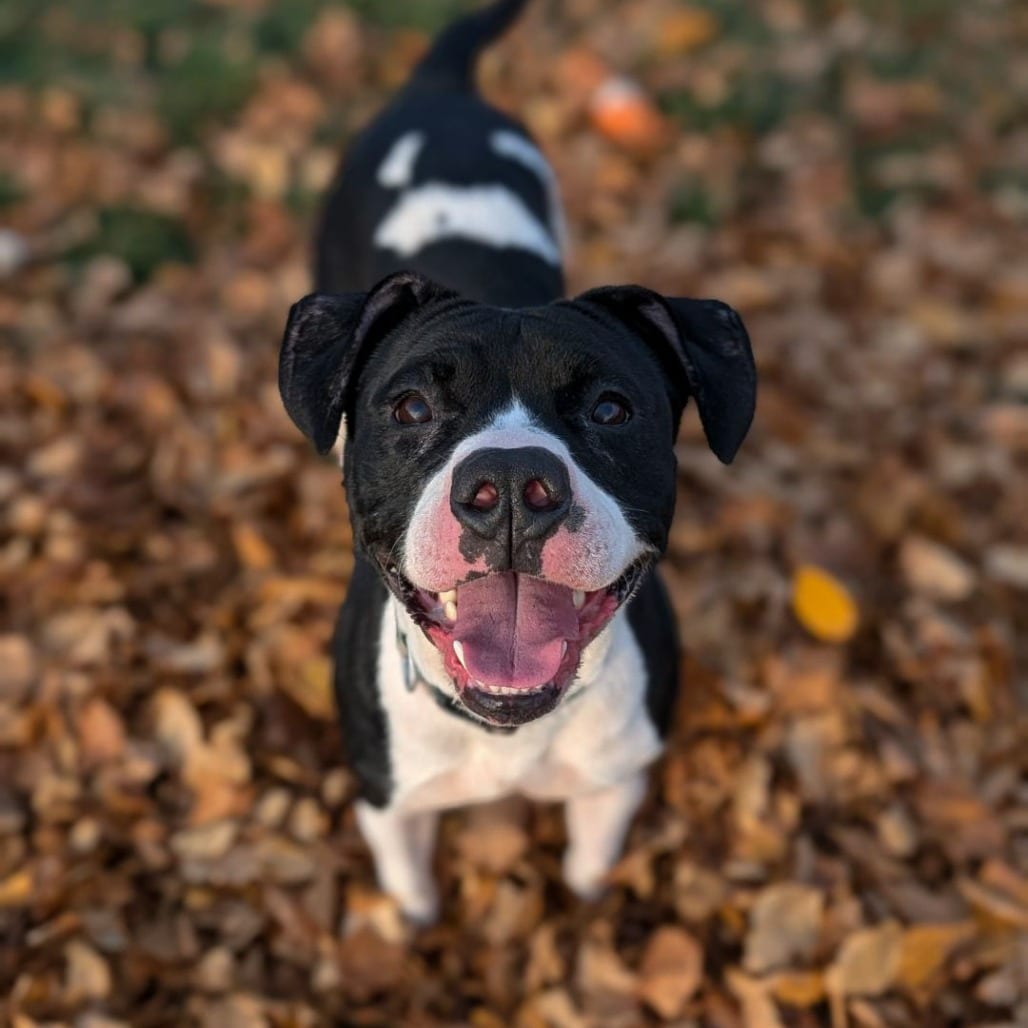 Photo of Nadia, adoptable Terrier in Waynesboro, Pennsylvania