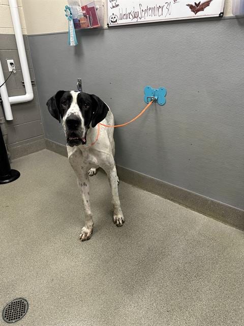 Photo of Rover, adoptable Great Dane in Las Vegas, Nevada