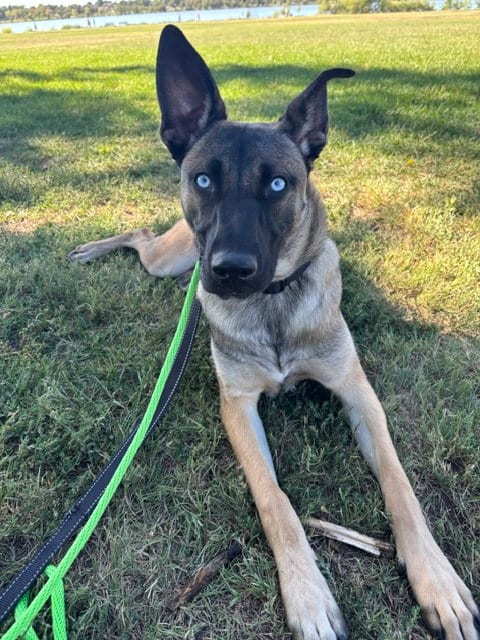 Photo of Zuri #1, adoptable Belgian Shepherd Malinois in Aurora, Colorado