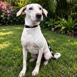 Photo of Perla 4854, adoptable Mixed Breed (Medium) in Loxahatchee, Florida