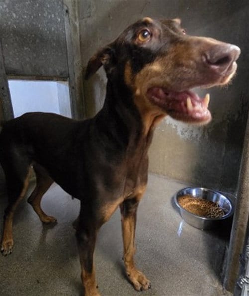 Photo of Vicious, adoptable Doberman Pinscher in San Bernardino, California