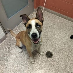 Photo of Kaia, adoptable Husky American Pit Bull Terrier in Pueblo, Colorado