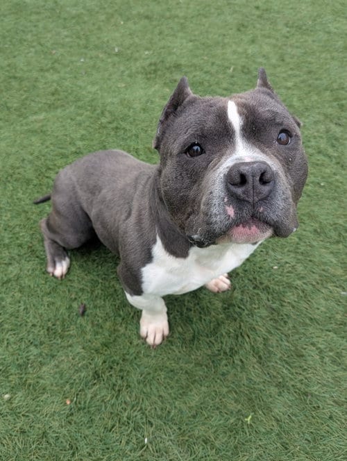 Photo of Theo, adoptable American Bulldog in Calhoun, Georgia