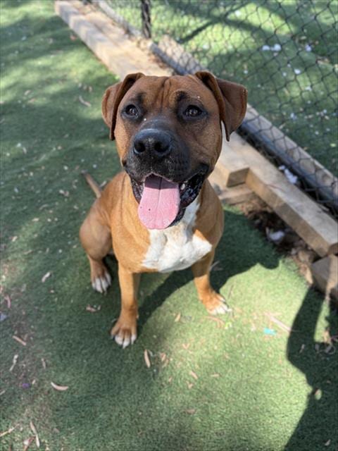 Photo of PJ, adoptable Boxer in Fremont, California