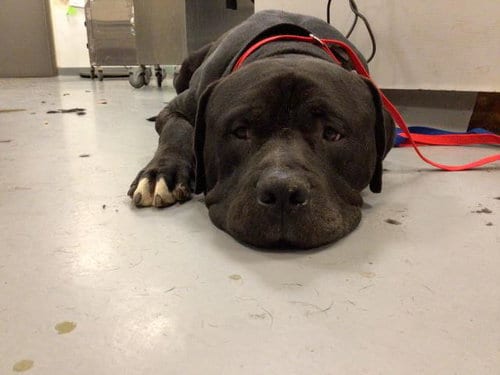 Photo of Brutus, adoptable Cane Corso Mastiff in Thousand Palms, California