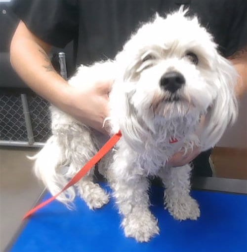 Photo of Fruit Loop, adoptable Maltese in Phoenix, Arizona