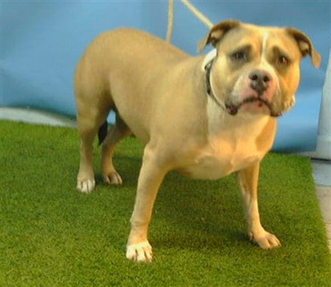 Photo of Sandy, adoptable Staffordshire Bull Terrier in Gardena, California