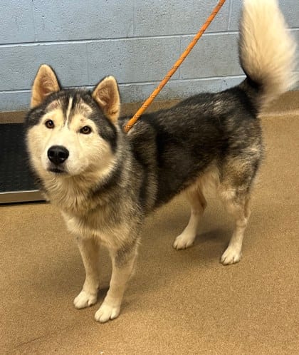 Photo of Mr. Wesley-IN FOSTER, adoptable dog in Chamblee, Georgia
