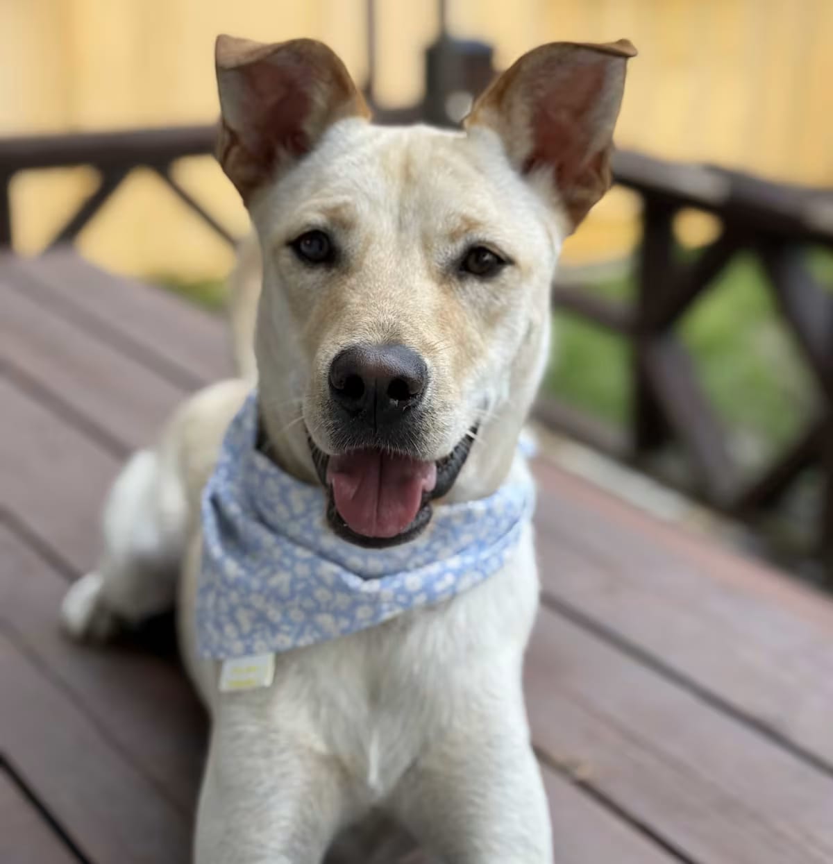 Photo of Milk-2, adoptable Jindo Shiba Inu in Georgetown, District of Columbia