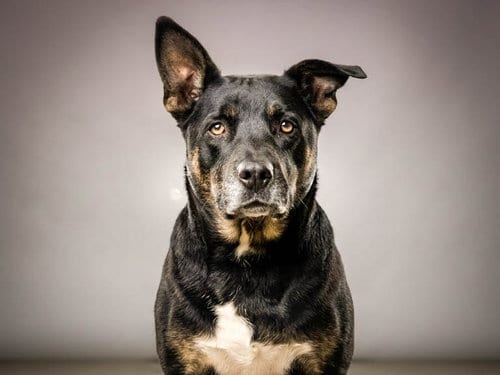 Photo of Nova, adoptable Rottweiler in San Pedro, California