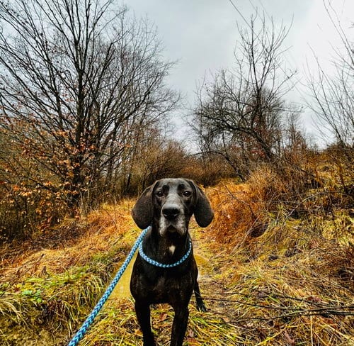 Photo of Duke, adoptable Plott Hound in Elkins, West Virginia