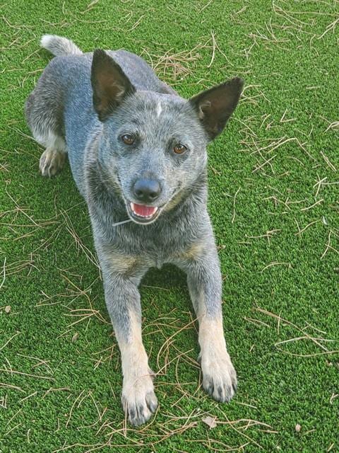 Photo of Harmony, adoptable Queensland Heeler in Castaic, California
