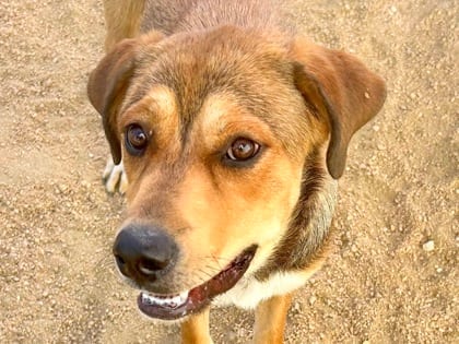 Photo of Catwoman, adoptable dog in Georgetown, Texas