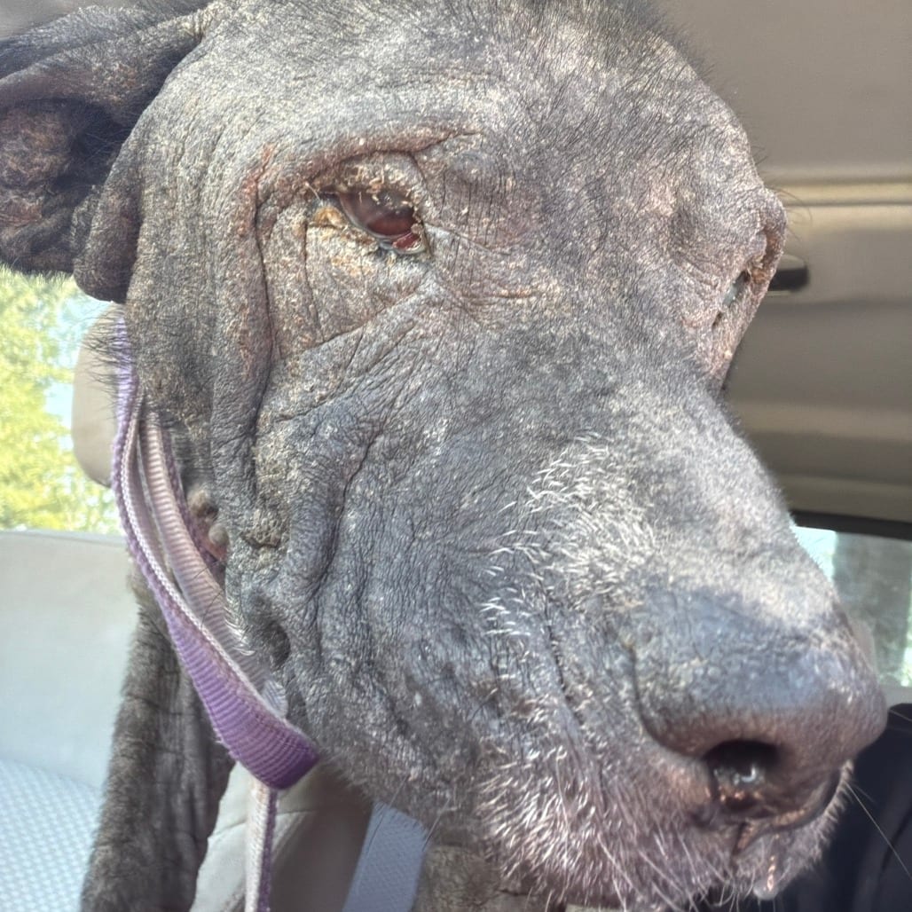 Photo of Kylo, adoptable Mixed Breed (Medium) in Winston-Salem, North Carolina
