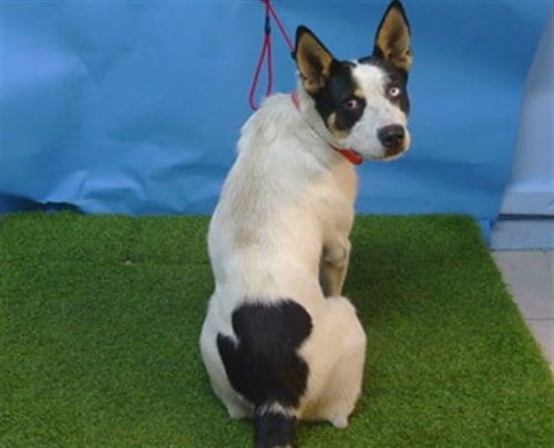 Photo of Mason, adoptable German Shepherd Dog in Gardena, California