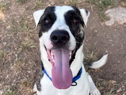 Photo of Parker, adoptable dog in Georgetown, Texas