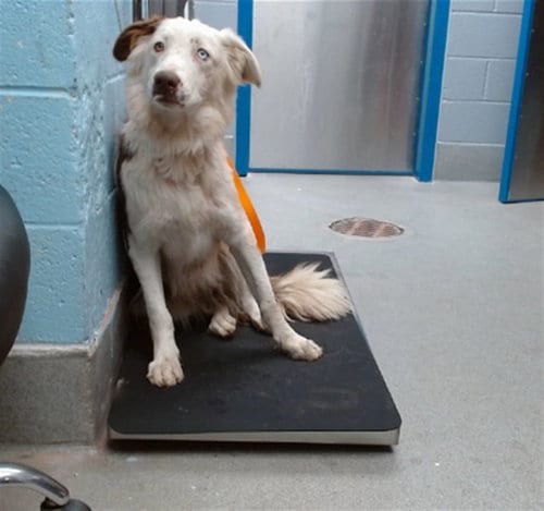 Photo of Karla, adoptable Border Collie in Albuquerque, New Mexico