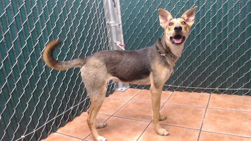 Photo of Elora, adoptable German Shepherd Dog in Downey, California