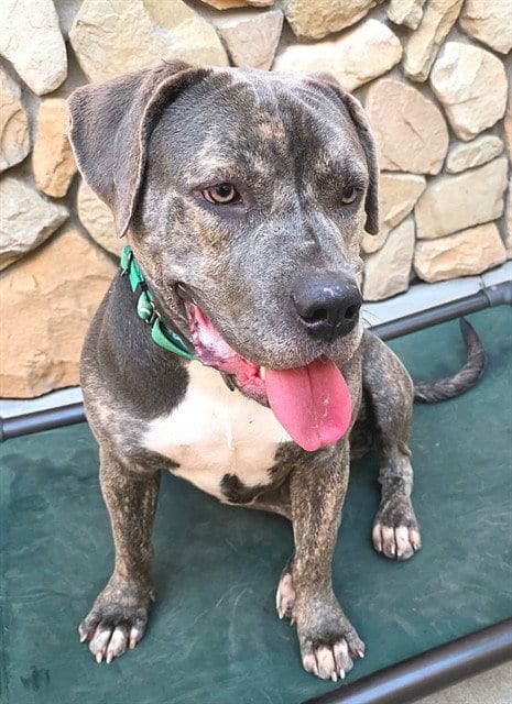Photo of Bumpette, adoptable Mastiff in Sacramento, California
