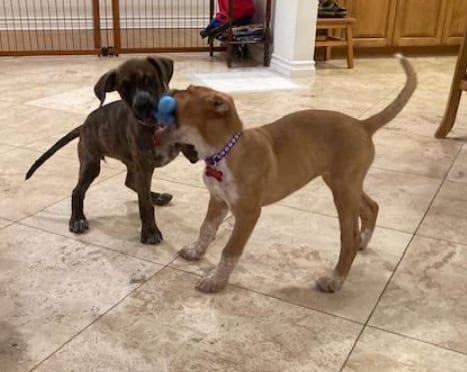 Photo of Maisie, adoptable Boxer in San Diego, California