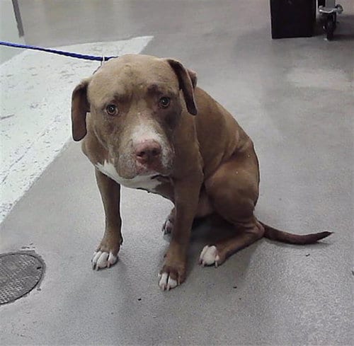 Photo of Dixon, adoptable Labrador Retriever in Houston, Texas