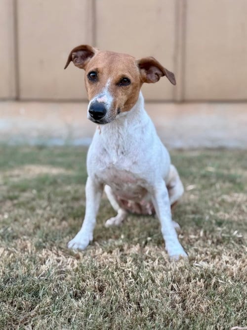 Photo of Hannah, adoptable Jack Russell Terrier in PIPE CREEK, Texas