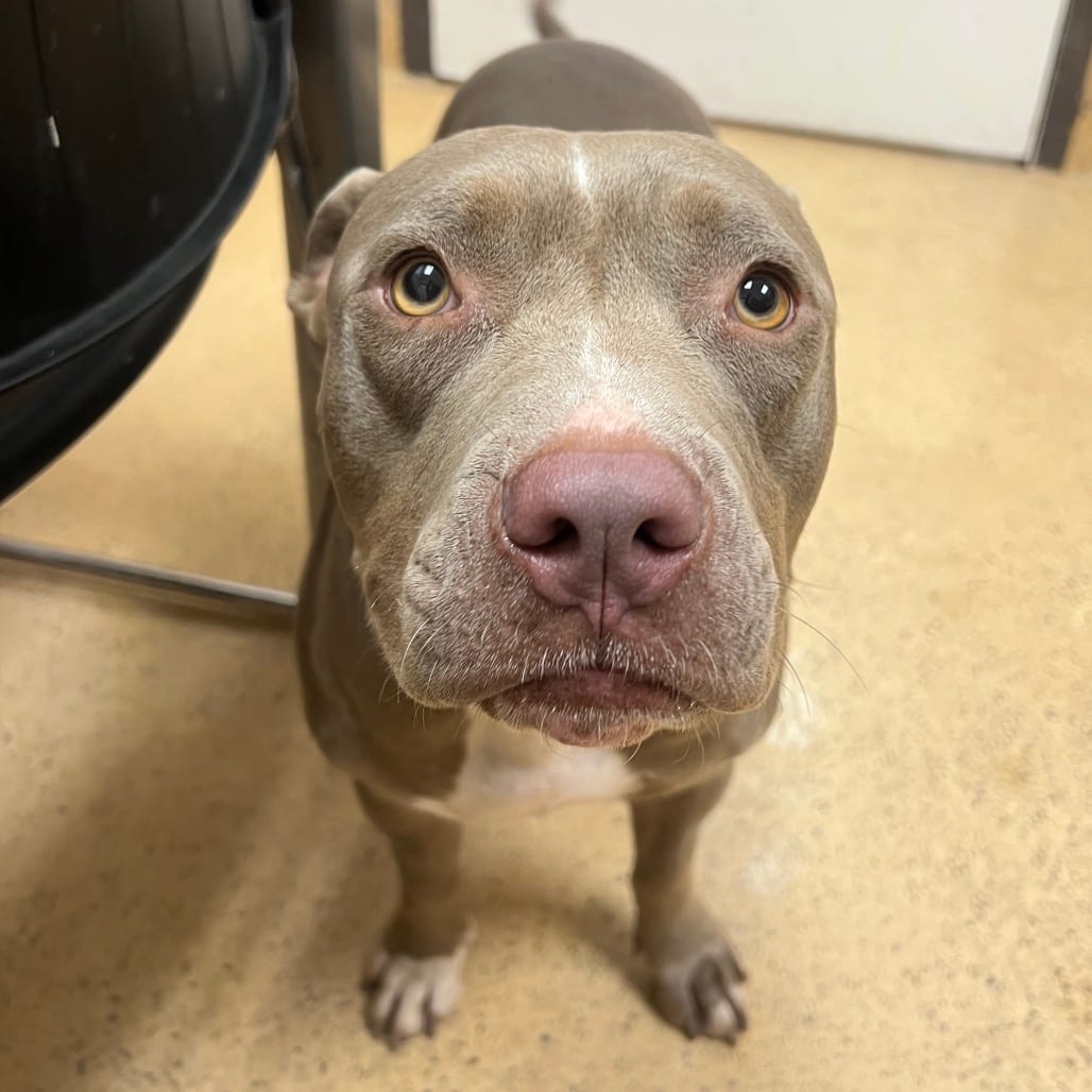 Photo of Canela, adoptable Terrier, Pit Bull / Mix in Brownsville, Texas