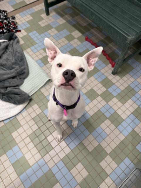 Photo of Bamboo, adoptable Staffordshire Bull Terrier in Fort Collins, Colorado