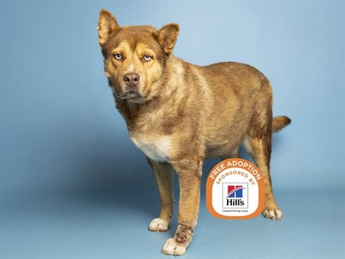 Photo of Churro, adoptable Husky in Phoenix, Arizona