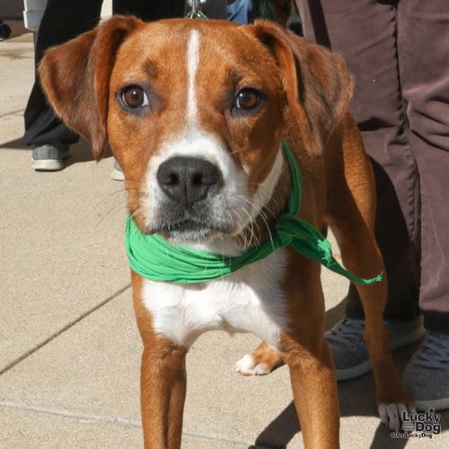 Photo of Phelps, adoptable Labrador Retriever in Washington, District of Columbia