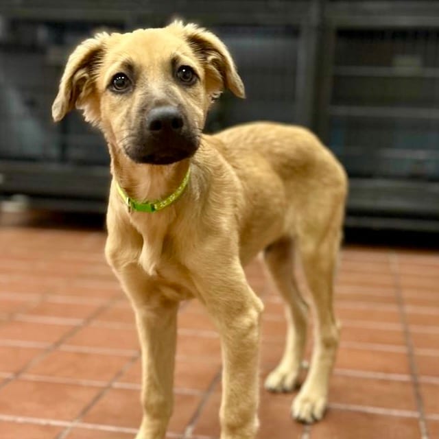 Photo of Max, adoptable Retriever, Golden / Mix in Jefferson, New Jersey