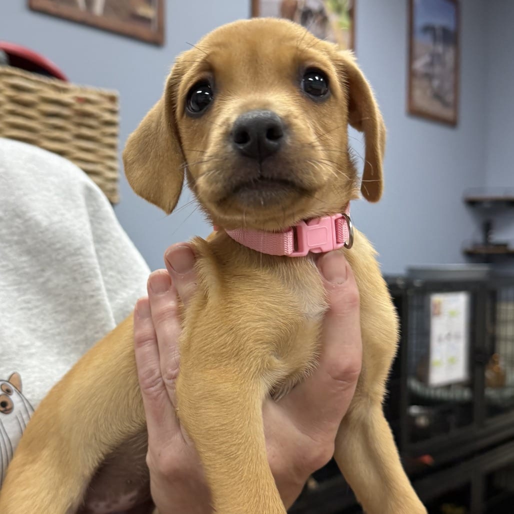 Photo of Akira, adoptable Retriever, Labrador / Mix in Jefferson, New Jersey