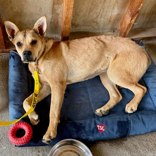Photo of Nutmeg, adoptable Unknown breed (short coat) in Yreka, California