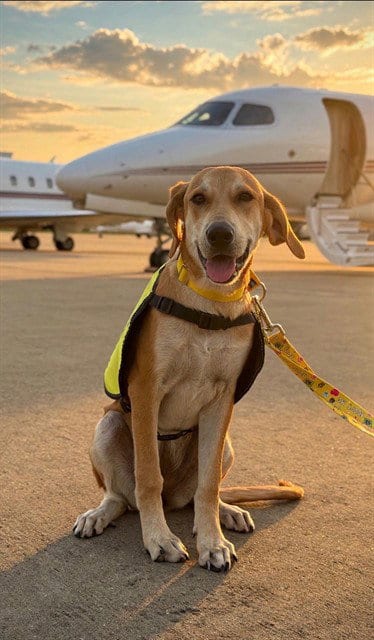 Photo of Lilly Mae, adoptable Labrador Retriever in Sugar Land, Texas