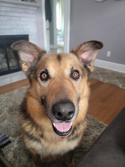 Photo of Lazlo, adoptable Shepherd in Hillsboro, New Hampshire