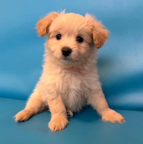 Photo of BTS: Pencil, adoptable Pomeranian in Romoland, California