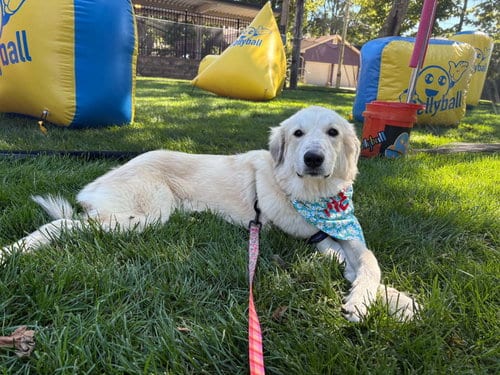Photo of Vittoria, adoptable Great Pyrenees in Germantown, Ohio
